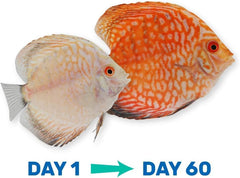 Hikari Vibra Bites Tropical Fish Food