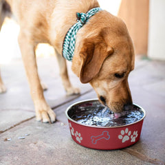 Loving Pets Bella Dog Bowls- Stainless Steel Dog & Cat Bowls - Spill Proof Dog Food Bowl, Cat Bowl, Puppy Essentials & Pet Supplies Great for Home & Travel