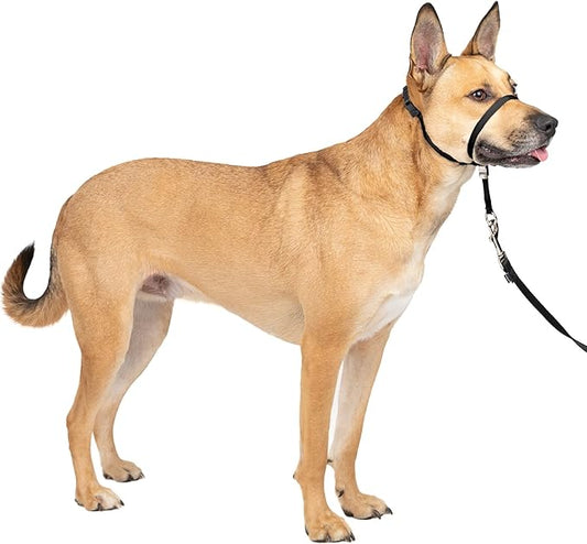 PetSafe Gentle Leader No-Pull Head Collar for Dogs, Dog Head Collar - The Ultimate Solution to Pulling, Padded Nose Loop, Quick-Snap Neck Strap, Dog Halter, Medium