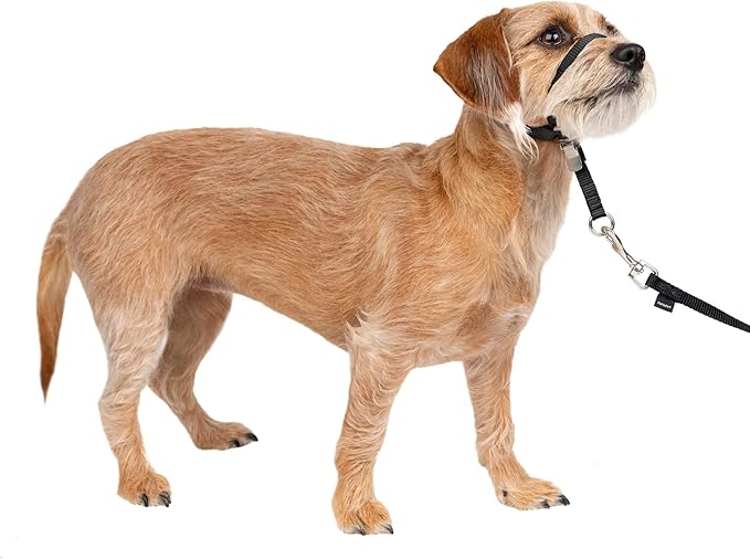 PetSafe Gentle Leader No-Pull Dog Headcollar - The Ultimate Solution to Pulling - Redirects Your Dog's Pulling for Easier Walks - Helps You Regain Control - Small