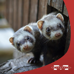Marshall Pet Products Bandits Ferret Treat 1ea/3 oz
