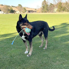 KONG Bunji High-Viz Brightly Colored Glow in The Dark High Visibility Fetch and Retrieve Durable Bouncy Ball Assorted