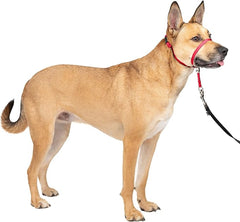 PetSafe Gentle Leader No-Pull Head Collar for Dogs, Dog Head Collar - The Ultimate Solution to Pulling, Padded Nose Loop, Quick-Snap Neck Strap, Dog Halter, Medium