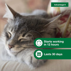 Elanco Advantage Cat Vet-Recommended Flea Treatment & Prevention | 6-Month Supply