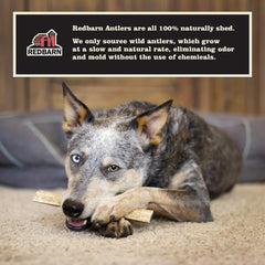 Redbarn Pet Products Half Deer Antler for Dogs