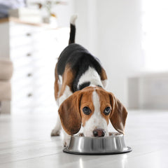 SPOT No-Tip Pet Bowl for Cats Small Dogs Large Dogs Classic Durable Non Slip Cat Dish Dog Bowls for Food and Water