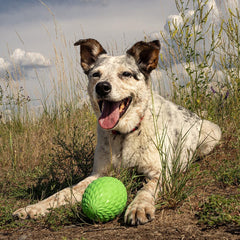 Hound2O Outdoor Dog Toys | Squeaky Football for Dogs, Durable Toy That Floats for Water Adventures | Interactive Ball for Dogs Made from Non-Toxic Materials