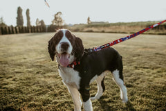 Boss Dog Tactical Leash, Red, White, Blue Camo