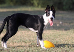 Jolly Pets Jolly Egg Dog Toy