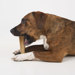 SPOT Bam-Bones Plus T-Bone, Bamboo Fiber & Nylon Dog Chew, Durable for Aggressive Chewers, Non-Splintering, for Adult Dogs & Teething Puppies Under 60lbs, Chicken Flavor