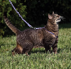 PetSafe Come with Me Kitty Harness and Bungee Leash, Medium