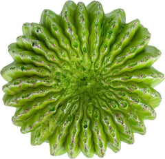 Multi Pet 48593325: Komodo Cactus Plant Moon, 7.5In