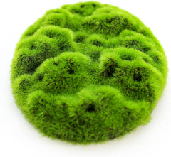 Penn-Plax Aqua-Flora Aquarium Living Resin Decoration with Embedded Glosso Plant Seeds – Moss Patch – Safe and Healthy for Freshwater Fish