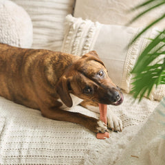 SPOT Bam-Bones Plus T Bone - Bamboo Fiber & Nylon, Durable Long Lasting Dog Chew for Aggressive Chewers – Great Toy for Adult Dogs & Teething Puppies Under 30lbs, Non-Splintering, Beef Flavor