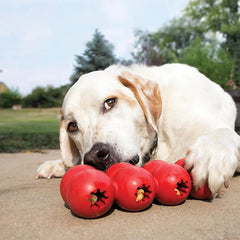 KONG Goodie Ribbon - Stuffable Natural Rubber Dog Toy - with Four Fillable Goodie Grippers for Enrichment Play - Bone-Shaped Chew Toy