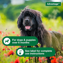 Advantage Dog Flea Treatment Spray | Kills Fleas & Ticks | Dog Flea Spray