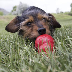 KONG - Easy Treat - Dog Treat Paste - Pepperoni