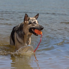 KONG Aqua Floating Fetch Toy - Dog Floating Toy for Water Retrieval, Play, Exercise & More - Natural Rubber Dog Toy with Foam Interior & Rope for Farther Throwing