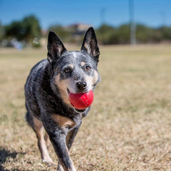 KONG Ball with Hole - Durable Dog Fetch Toy for Training, Interactive Playtime & More - Classic KONG Natural Rubber Ball - Red