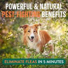 TropiClean Natural Maximum Strength Flea and Tick Spray for Dogs and Home