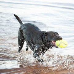 KONG - AirDog® Squeaker Stick - Squeaky Bounce and Fetch Toy Tennis Ball Material