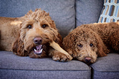 Petstages Dogwood Durable Dog Chew Toy, - Long Lasting Chew Stick Made with Real Wood - USA Made