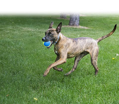 KONG Ultra Squeakair Ball Dog Toy