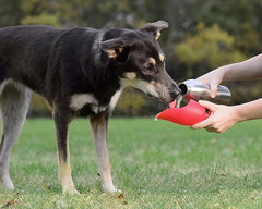 KONG, H2O Stainless Steel Dog Water Bottle