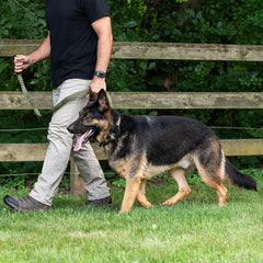 Operation Good Boy Tactical Leash (Black) - Durable, Strong, and Comfortable - Heavy Duty Aviation Aluminum Clip with 360 Degree Swivel - Veteran Owned and Operated