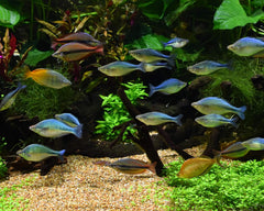 Seachem Alkaline Buffer Aquarium Water Treatment 10.6 oz