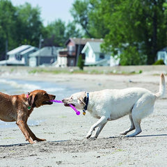 KONG - SafeStix - Strong and Flexible Dog Fetch Toy with Safe, Durable Materials (Assorted Colors)