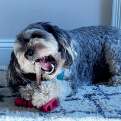 SPOT Treat Holder- Safety Device Bully Stick Holder & Yak Cheese Holder for Small and Medium Dogs, to Help Prevent Choking