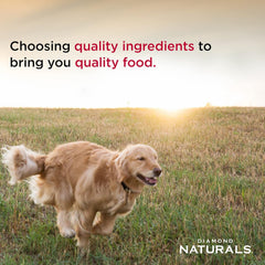 Diamond Naturals Small Breed Dog Real Lamb Recipe Premium Dry Dog food, 18 lb
