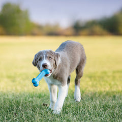 KONGÃ‚Â® Puppy Goodie BoneÃ‚Â® Sm