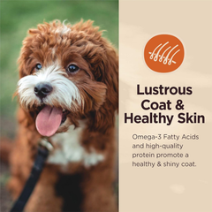 Wellness CORE Digestive Health Lamb Grain Free Wet Dog Food