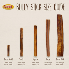 Cadet Bully Sticks for Extra-Small Dogs, All-Natural Beef Pizzle, Rawhide-Free Long-Lasting Dog Chews for Aggressive Chewers