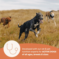 Canidae All Life Stages High Protein Dry Dog Food, Salmon & Ancient Grains Recipe