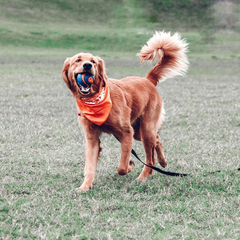 Chuckit! Ultra Squeaker Ball Dog Toy