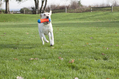 Chuckit! Amphibious Tumble Bumper Dog Toy, Floats on water
