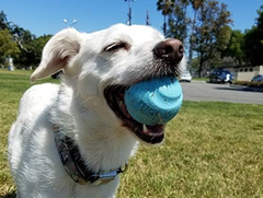 Chuckit Gen 1 Fetch Pack Dog Balls - Interactive Dog Toys, High-Bounce Fetch Ball, Floating Ultra and Rugged Balls, Durable