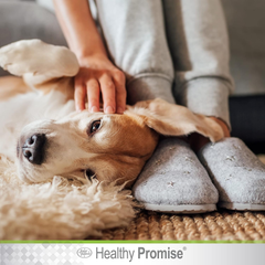 Four Paws Healthy Promise Grooming Soothing Pet Ear Cleaning Wipes, Odor Reducing & Itch Relief