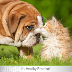 Four Paws Healthy Promise Grooming Pet Eye Cleaning Wipes for Dogs & Cats