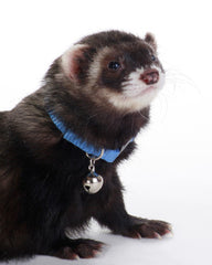 Marshall Pet Products Bell Collar