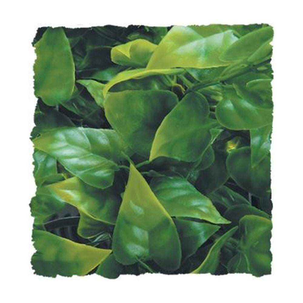 Zoo Med Laboratories Natural Bush™ Mexican Phyllo Plants for Reptiles Small