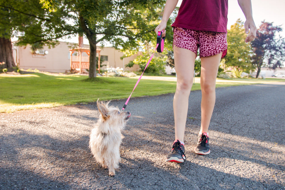 Wigzi Gel Handle Reflective Tape Pink Retractable Dog Leash