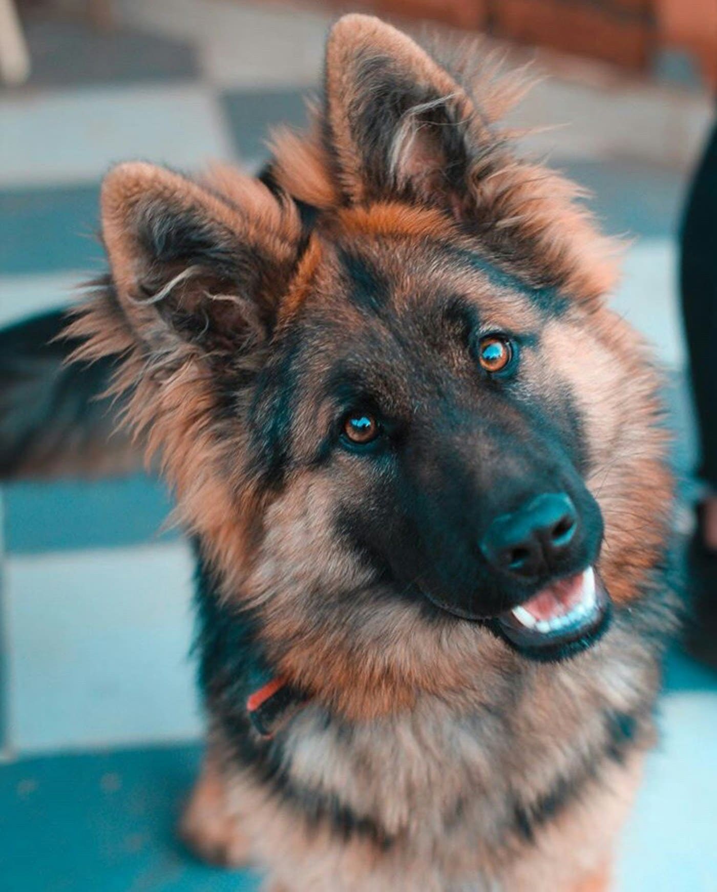 Dog ready for a Pet Box plan