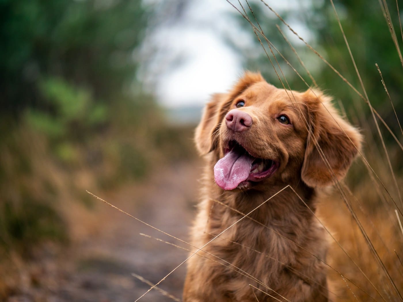 Dog ready for a Pet Box of treats and toys