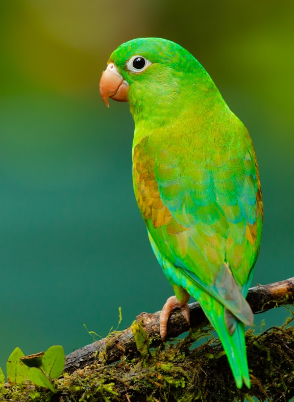 Shop bird seed and pet supplies