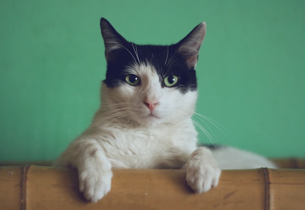 Shop supplies and food for cats