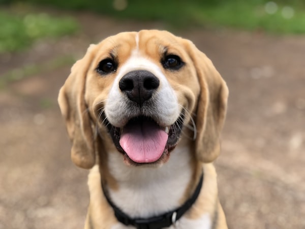 Shop supplies and food for dogs